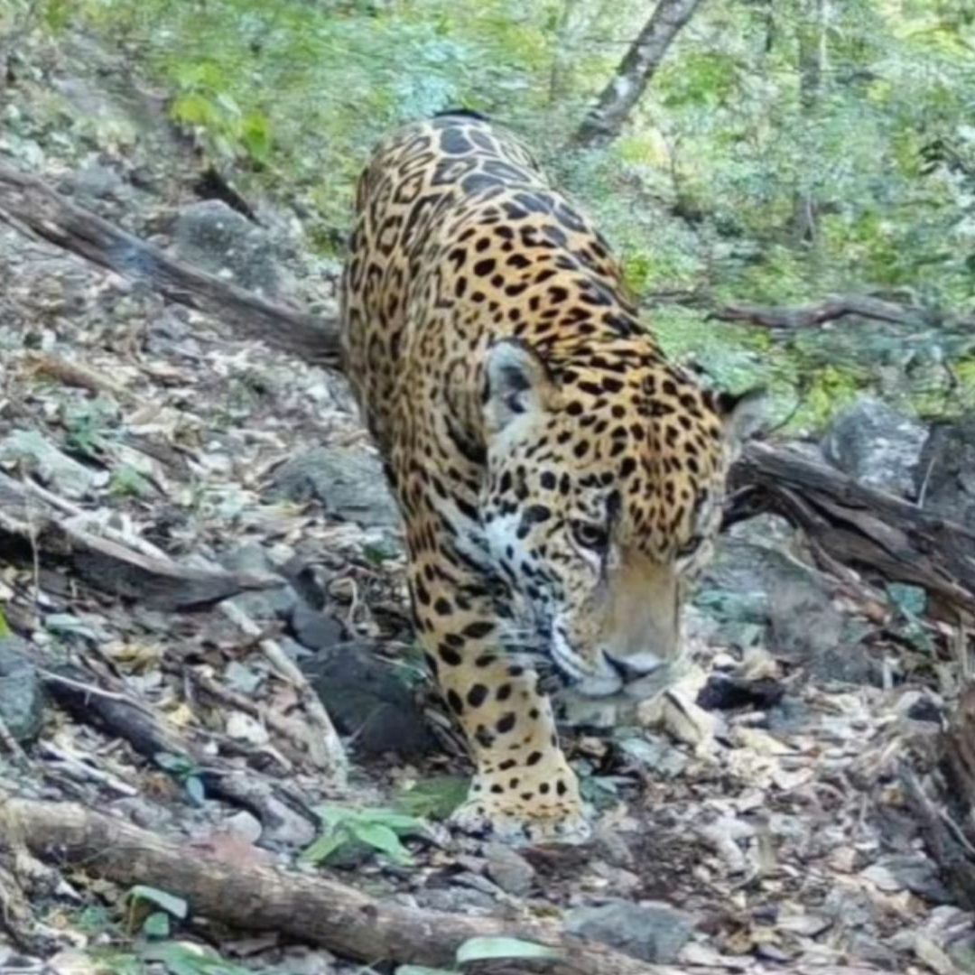 Jaguar es Captado por Primera Vez en la Biosfera de la Sierra Gorda de Guanajuato. Foto: N+