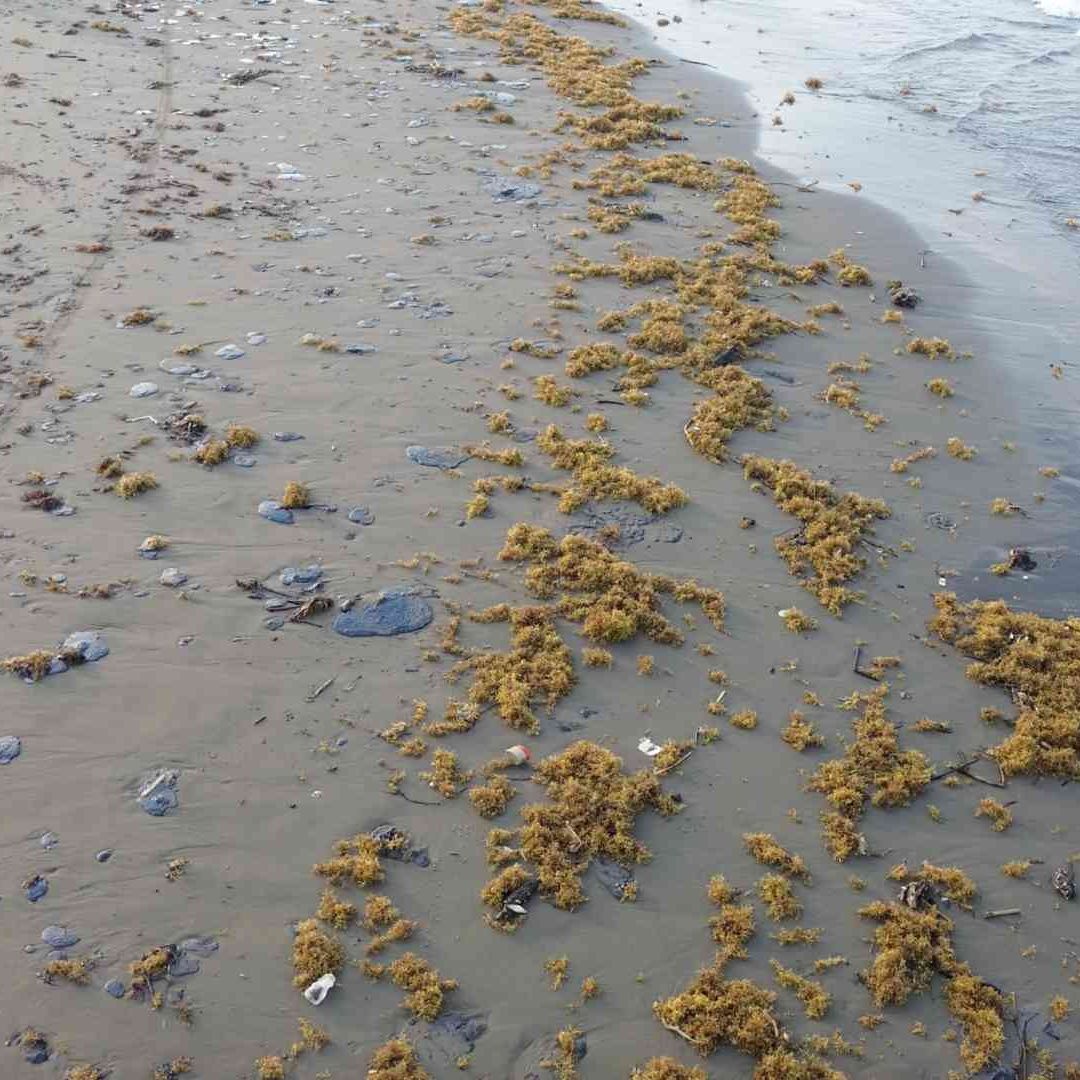 Marina Realiza Patrullaje Aéreo en Litoral de Veracruz en Busca de Hidrocarburo tras Derrame
