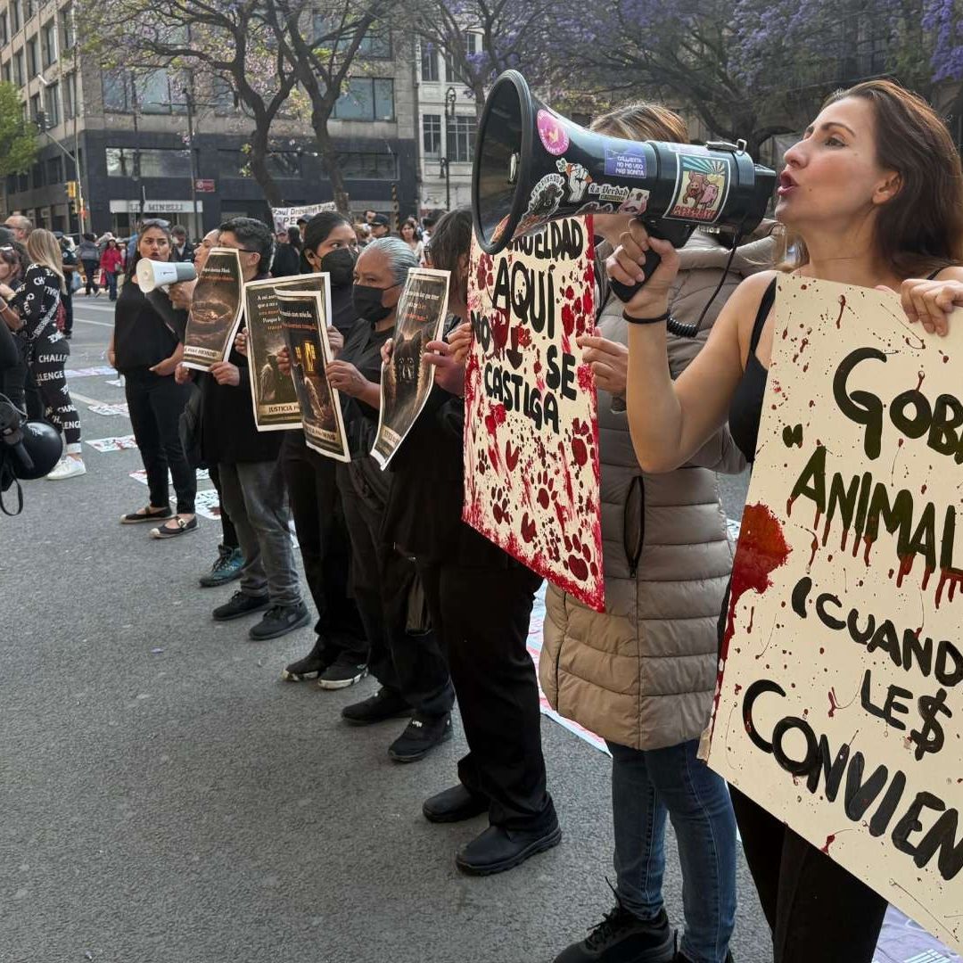 Activistas Protestan Afuera de la SCJN para Exigir Cárcel para Asesinos de Animales