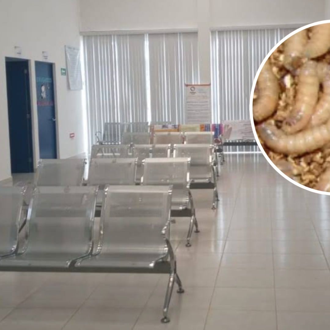 Cinco Casos de Miasis Gusano Barrenador en Humanos Confirmados en Puebla Qué y Es Síntomas