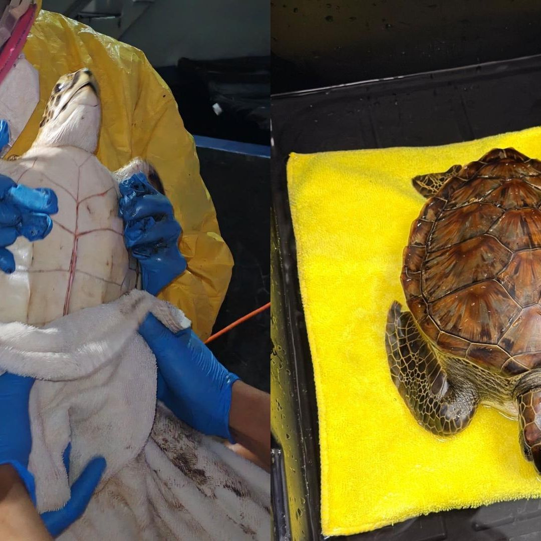 Tortuga es Rescatada en Playa de Riviera Veracruzana Alvarado Presentaba Rastros de Hidrocarburo Veracruz