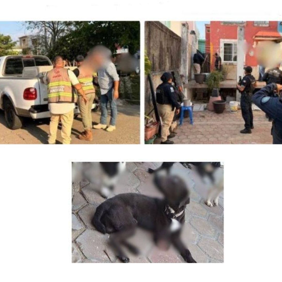 FGE Asegura Ocho Caninos tras Cateo en Inmueble en Centro de Coatzacoalcos Veracruz