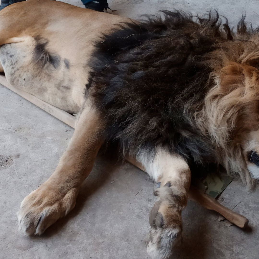 De Leones a Mapaches: Reubican a 29 Animales de Zoológico Clandestino en Ocoyoacac, Edomex