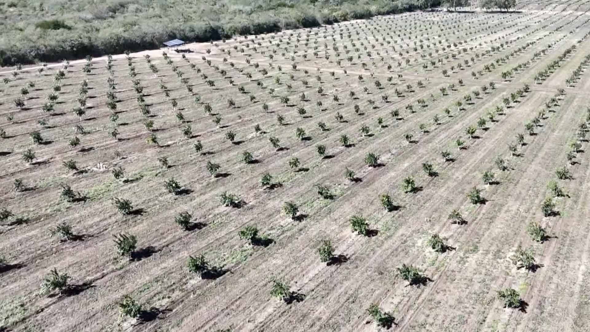 Dragón Amarillo Afecta Cítricos en Tamaulipas; Productores Piden Apoyo Urgente