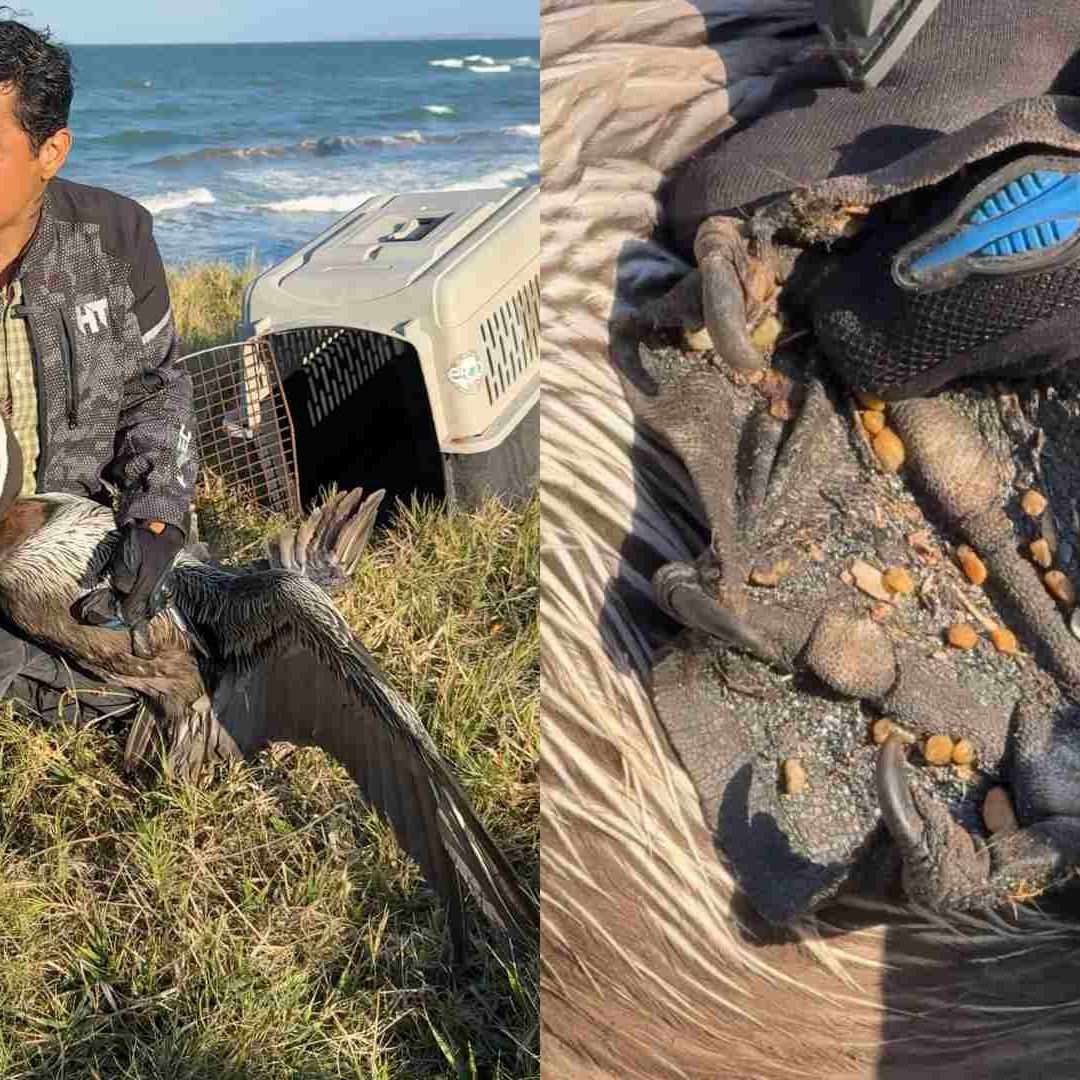 Encuentran Otro Pelícano con Restos de Hidrocarburo en Playa Salinas de Alvarado Veracruz