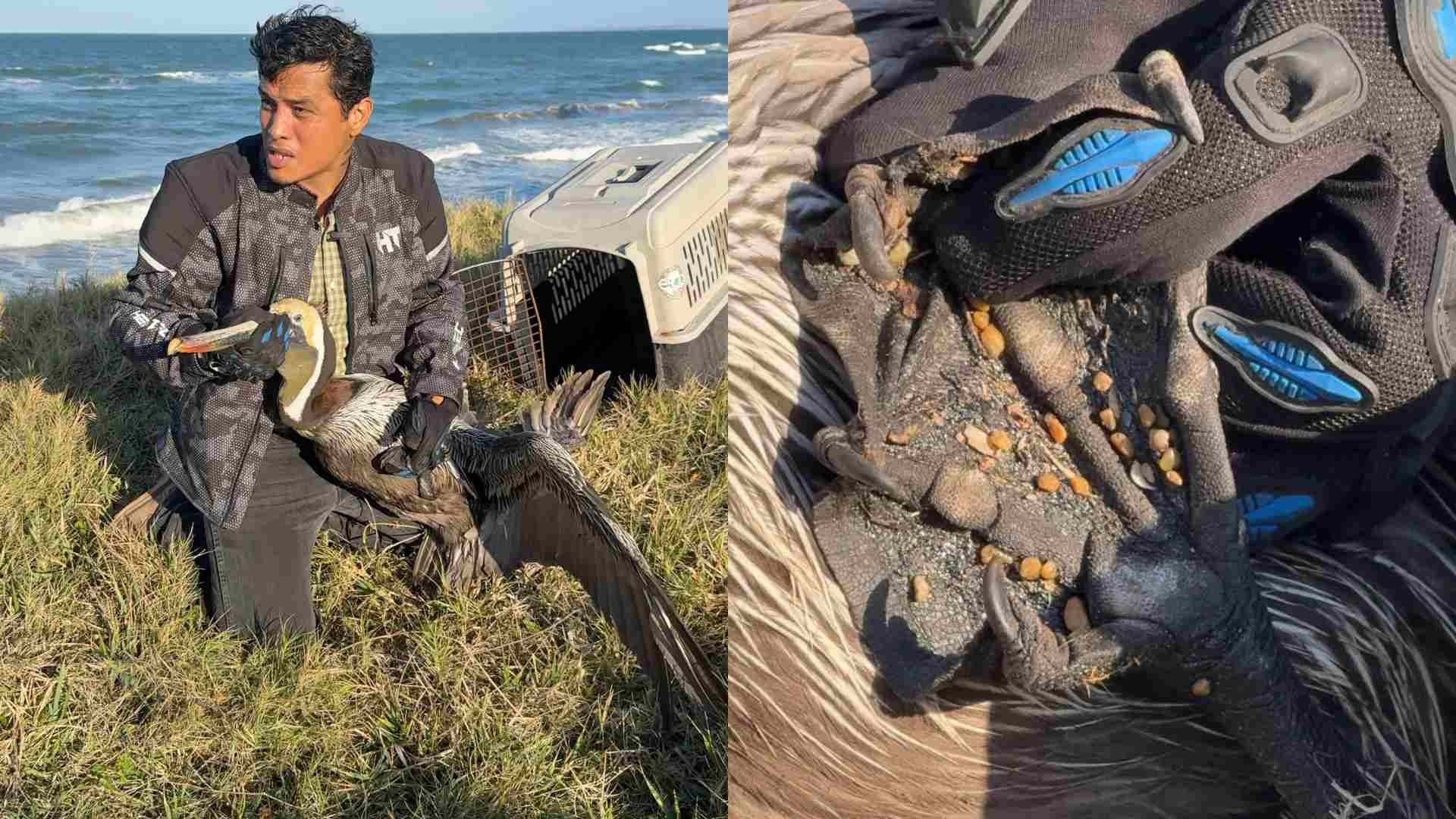 Encuentran Otro Pelícano con Restos de Hidrocarburo en Playa Salinas de Alvarado Veracruz
