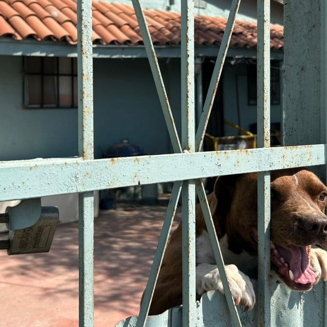 Aseguran Tres Perros por Maltrato Animal tras Denuncias en Ensenada