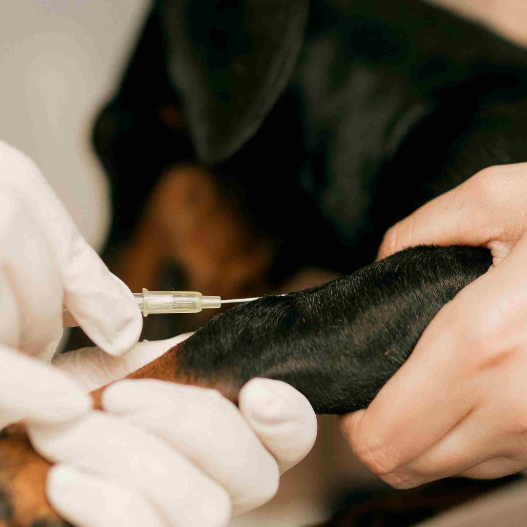 Gusano barrenador en perro en Querétaro