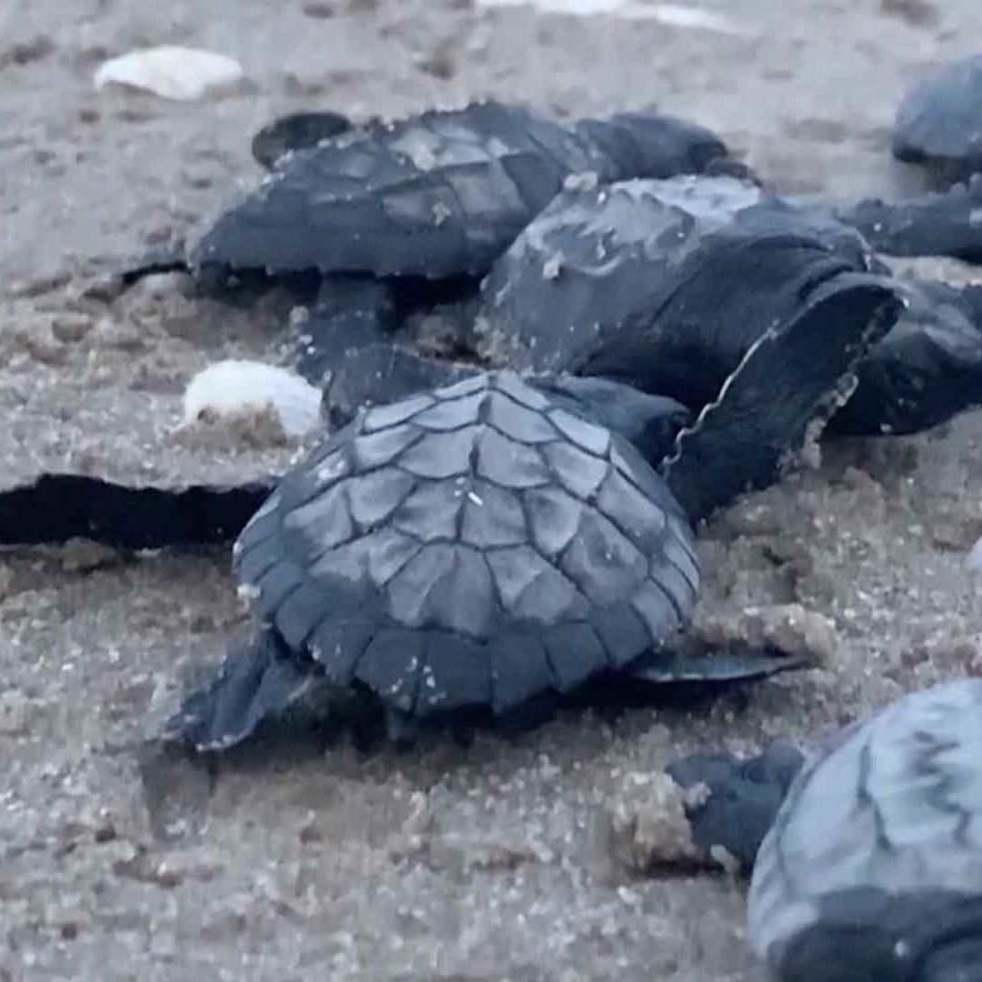 Inicia la Temporada 2026 de Anidación de la Tortuga Lora en Costas de Tamaulipas