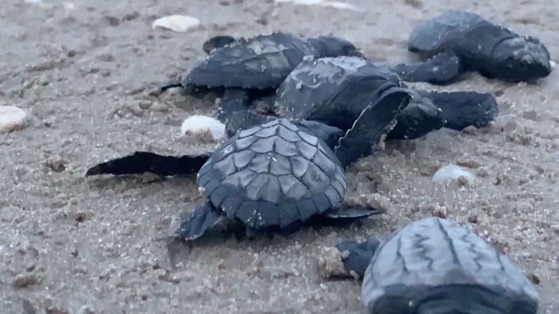 Inicia la Temporada 2026 de Anidación de la Tortuga Lora en Costas de Tamaulipas