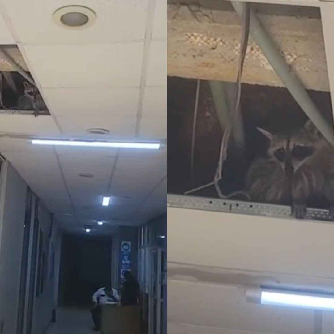 Capturan a Mapache en la Clínica Hospital del ISSSTE en Reynosa