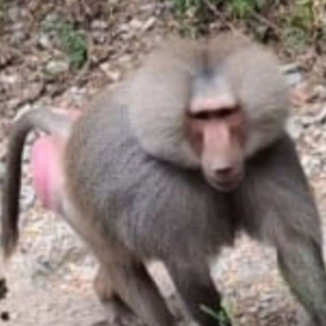 Babuino en Santiago, Nuevo León