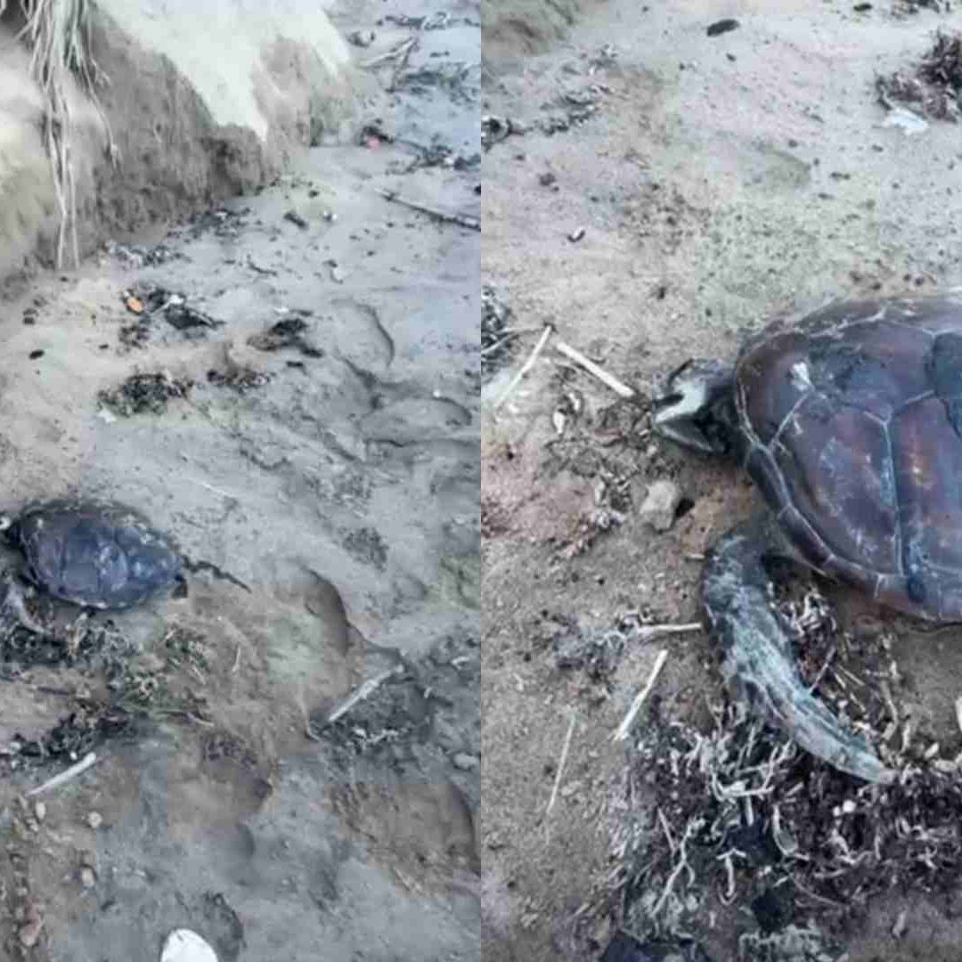 Hallan una Cría de Tortuga Sin Vida Marina Cubierta de Hidrocarburo en una Playa de Los Barrancones Las Barrancas Alvarado Veracruz