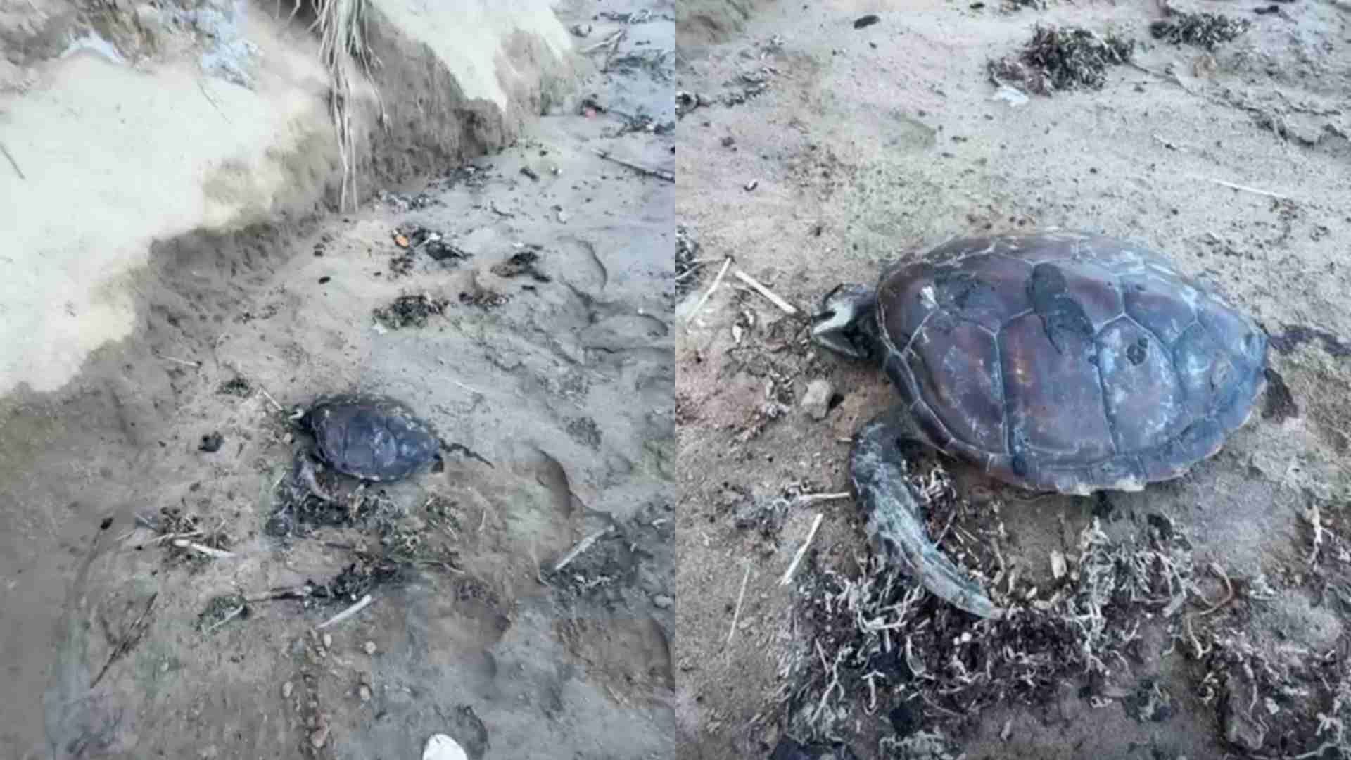 Hallan una Cría de Tortuga Sin Vida Marina Cubierta de Hidrocarburo en una Playa de Los Barrancones Las Barrancas Alvarado Veracruz