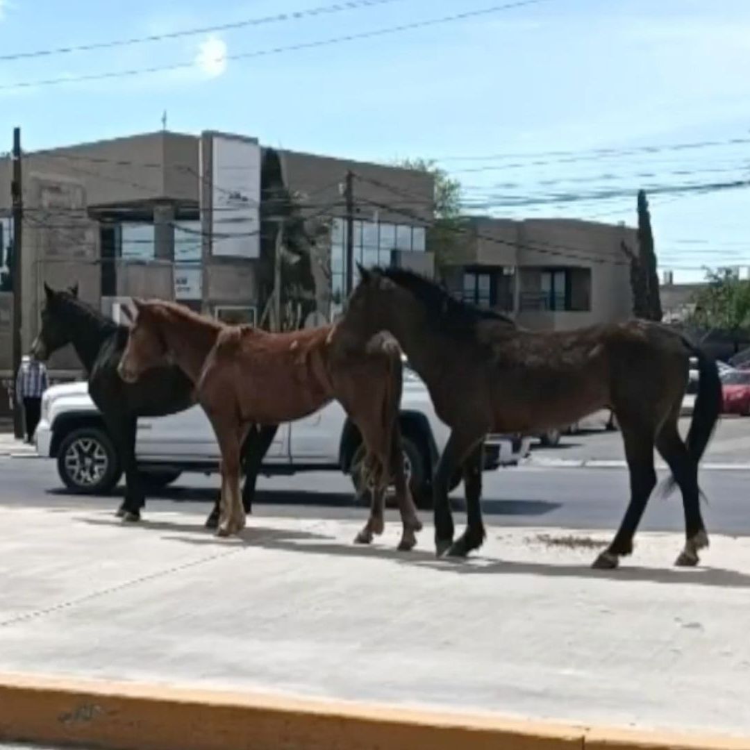 Cuatro Caballos Escapan de Tráila en Avenida Tecnológico de Ciudad Juárez