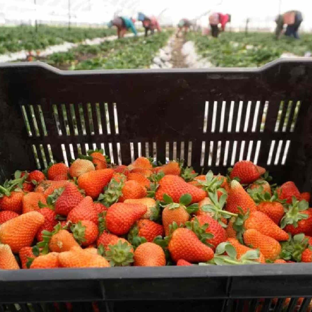 Fresa mexicana. Foto: AFP