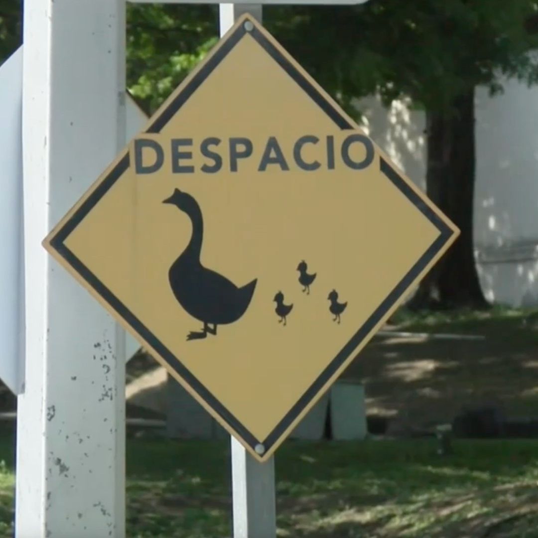 Cruce de patos