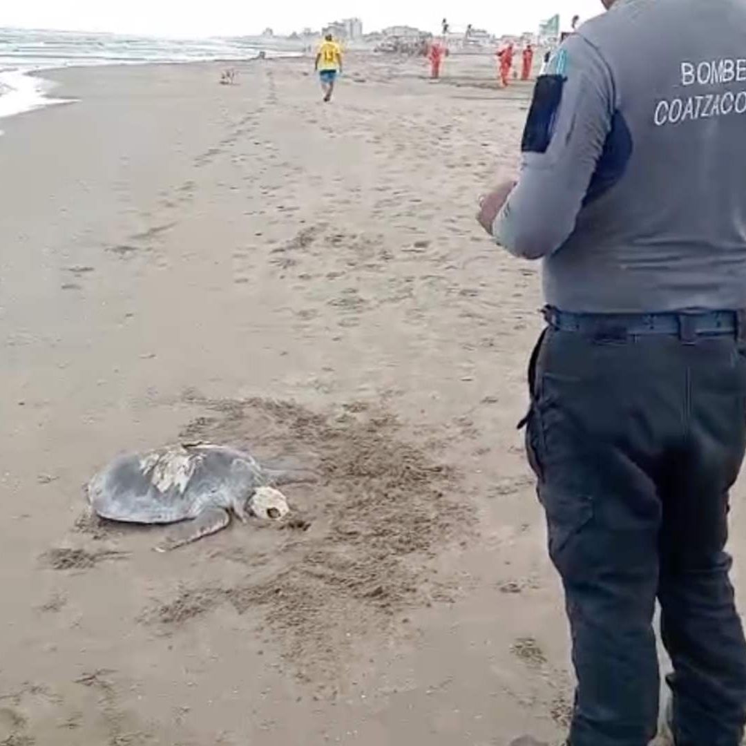 Tortuga Muerta Playa Coatzacoalcos Colonia Playa Sol Sur Veracruz
