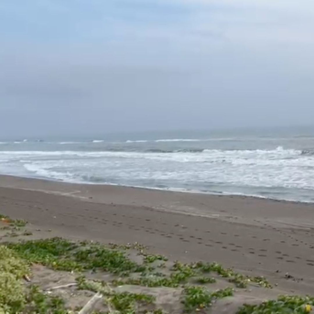 Inicia la Temporada de Anidación de Tortugas en Vega de Alatorre Veracruz Se Registran Cuatro Arribos