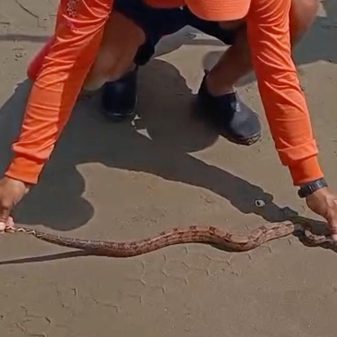 Hallan Boa en una Playa de Coatzacoalcos Fue Puesta a Resguardo por Protección Civil y Bomberos