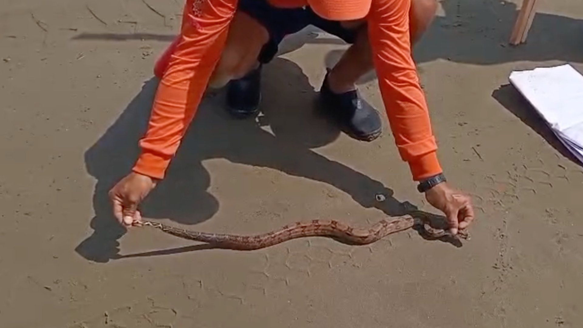 Hallan Boa en una Playa de Coatzacoalcos Fue Puesta a Resguardo por Protección Civil y Bomberos