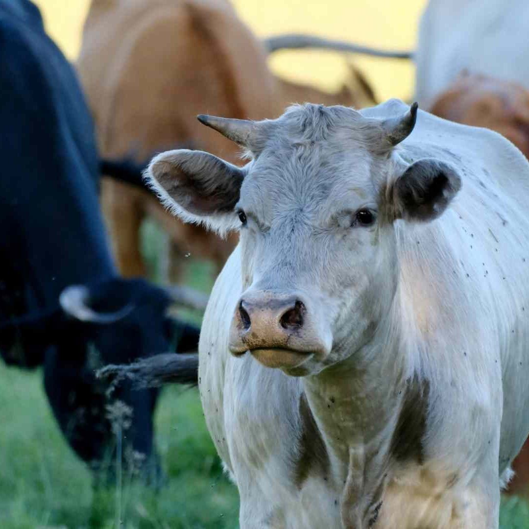 71 Casos Activos de Gusano Barrenador en SLP