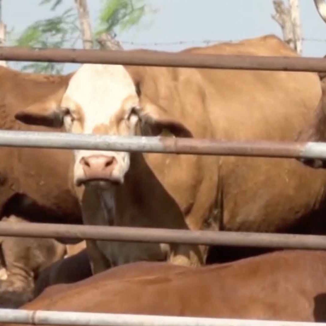 Suben a 40 los Casos Activos de Gusano Barrenador en Tamaulipas