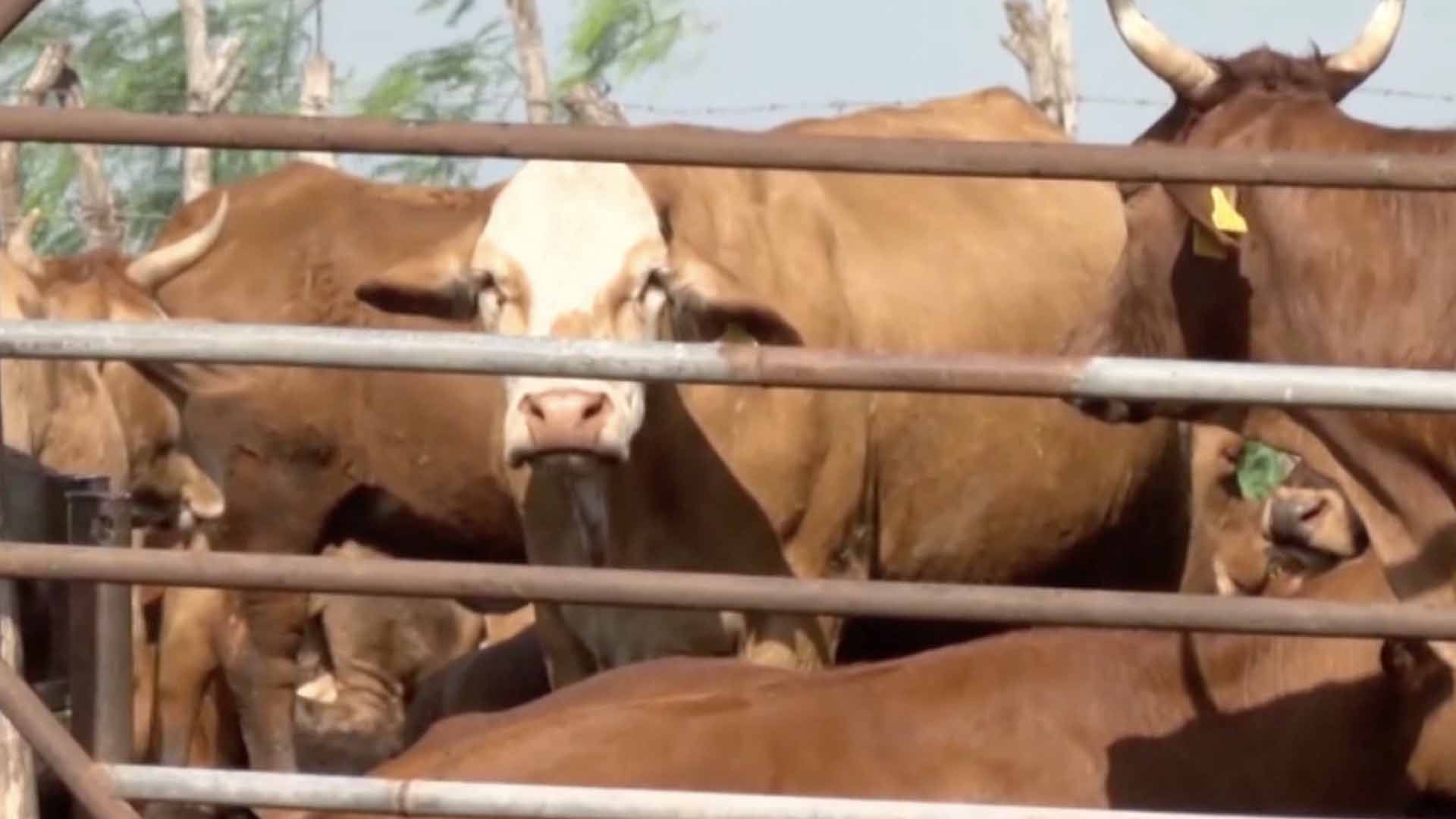 Suben a 40 los Casos Activos de Gusano Barrenador en Tamaulipas