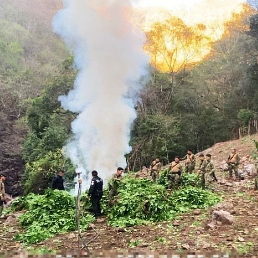 Personal de la Marina incinera plantas de marihuana en Durango. Foto: Semar