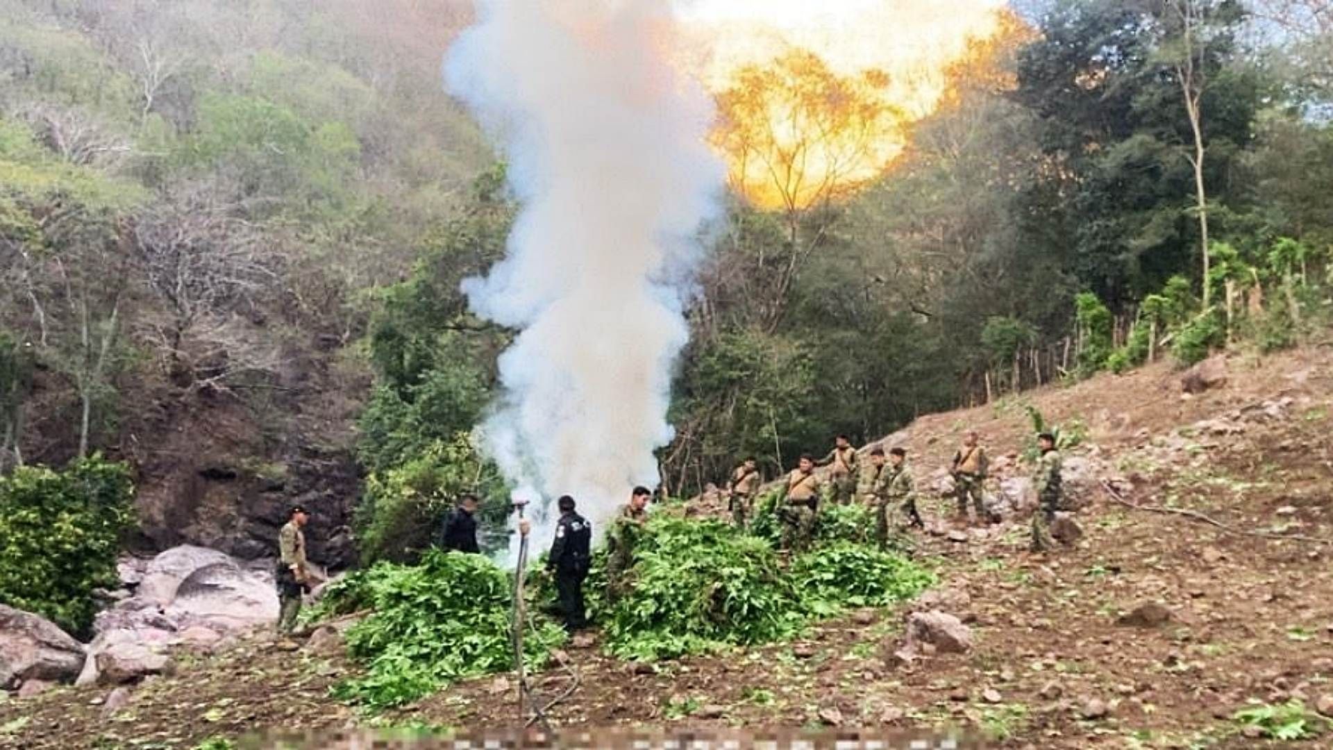 Personal de la Marina incinera plantas de marihuana en Durango. Foto: Semar