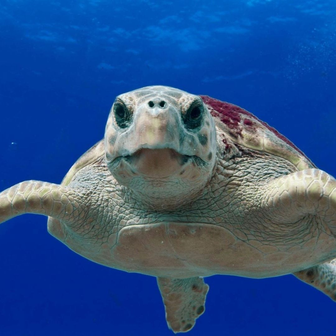 Tortuga Marina es Hallada sin Vida en Playa Tortuga de Boca del Río Veracruz