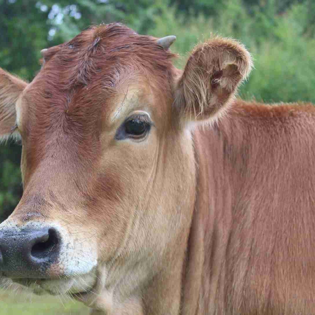 Querétaro Refuerza Control de Plaga Animal