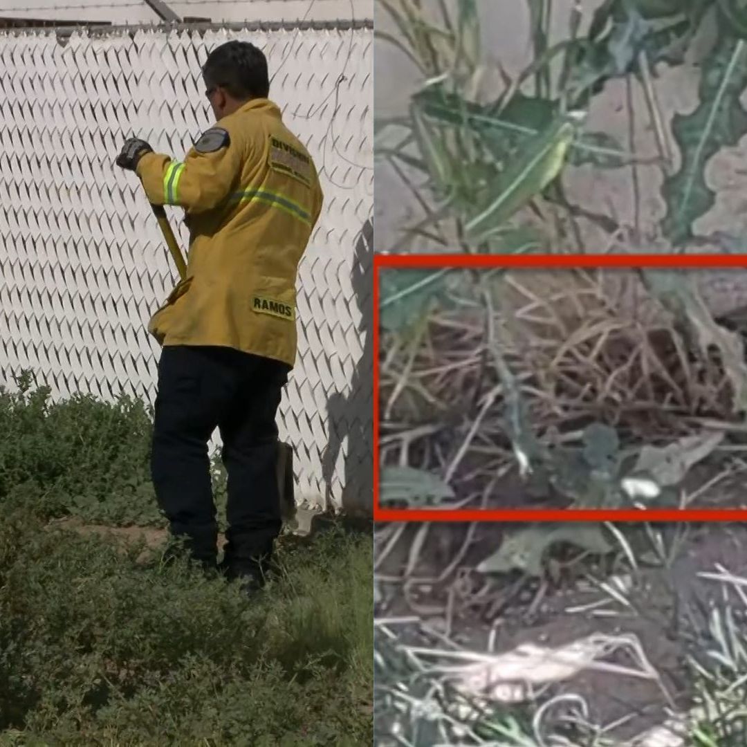Víbora Dentro de Casa Moviliza a Rescatistas en Mexicali; ¿Qué Provocó su Aparición?