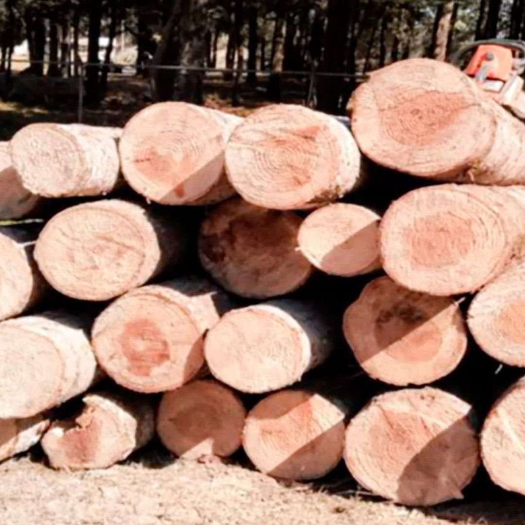 Más de 90 Troncos Madera Asegurados Tala Ilegal Límites Puebla Tlaxcala
