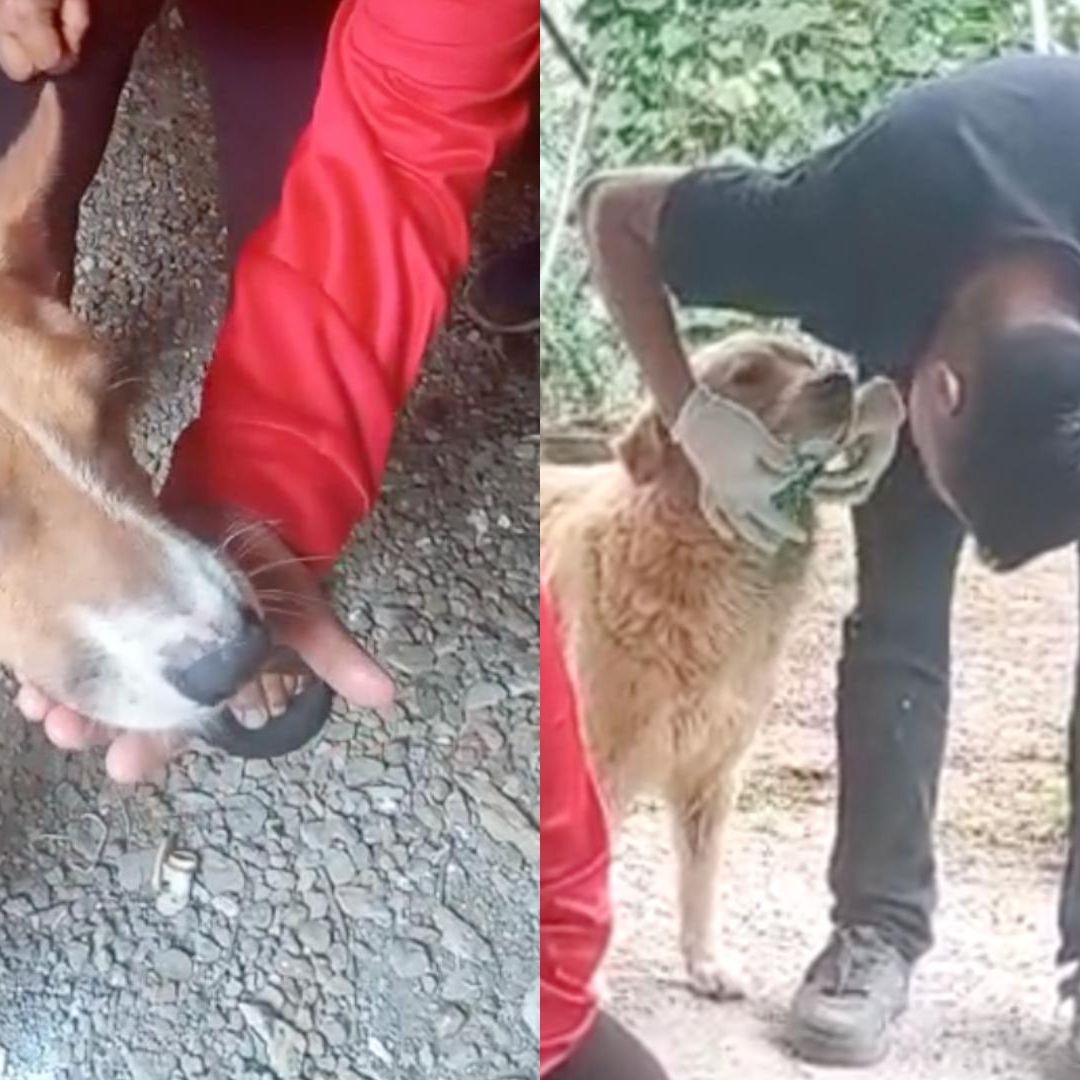 Confirman Casos de Gusano Barrenador en Perros de San Andrés Tenejapan Veracruz