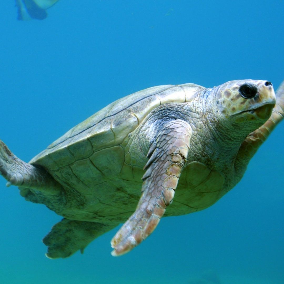 tortuga hallada muerta en playa Coatzacoalcos cubierta con hidrocarburo