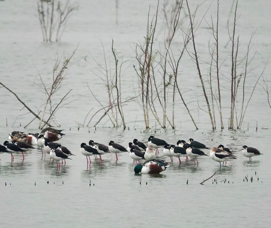 El Lago de Texcoco recupera especies y humedales