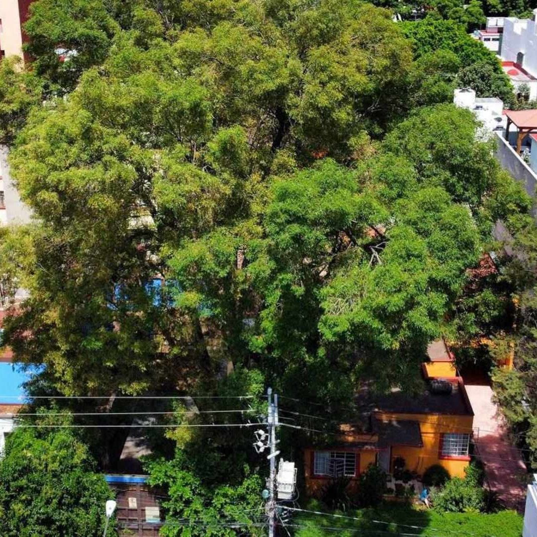 Secretaría del Medio Ambiente de la CDMX Explica Razón por la Que Podaron al Árbol 'Eugenio'