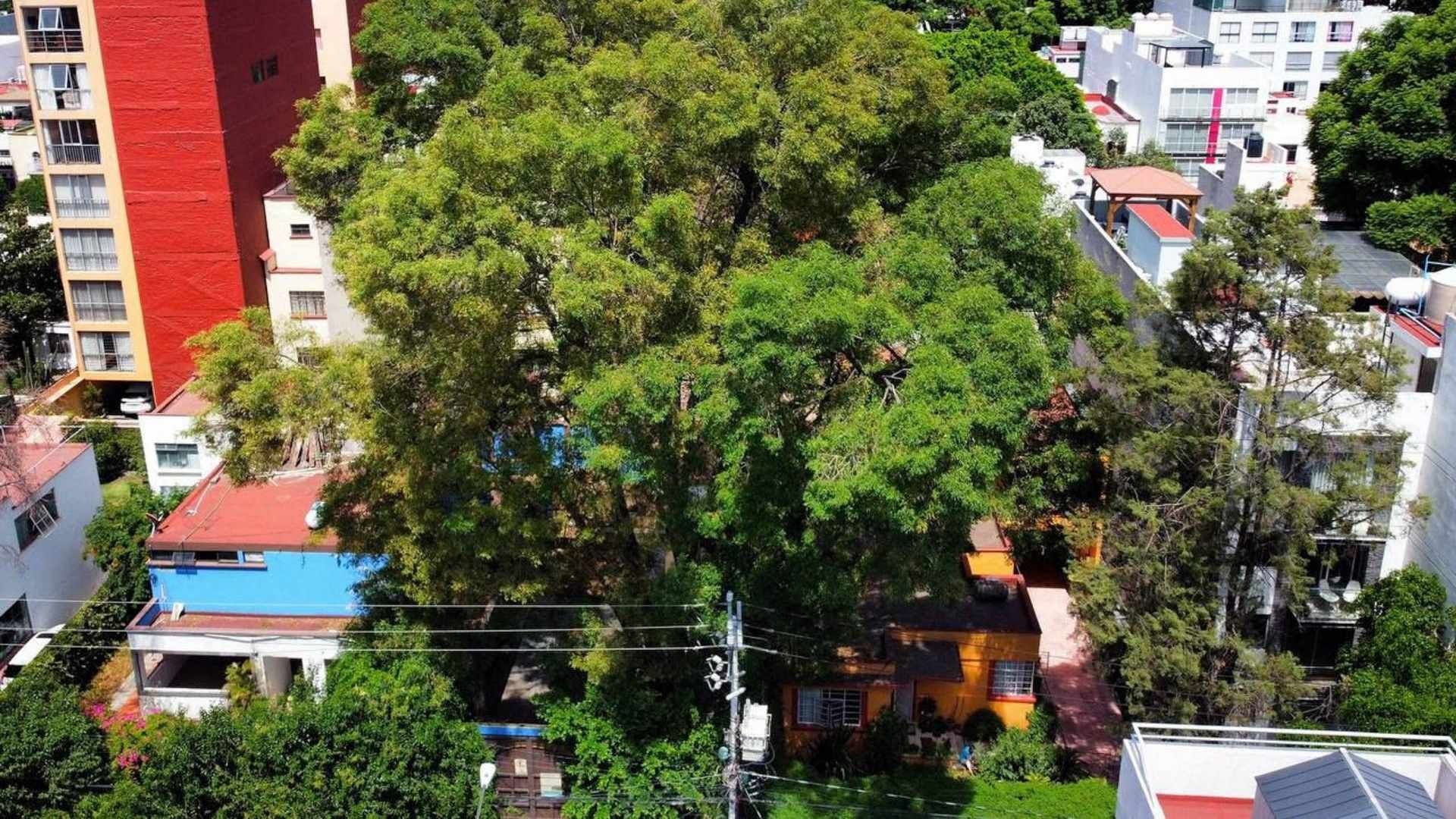 Secretaría del Medio Ambiente de la CDMX Explica Razón por la Que Podaron al Árbol 'Eugenio'