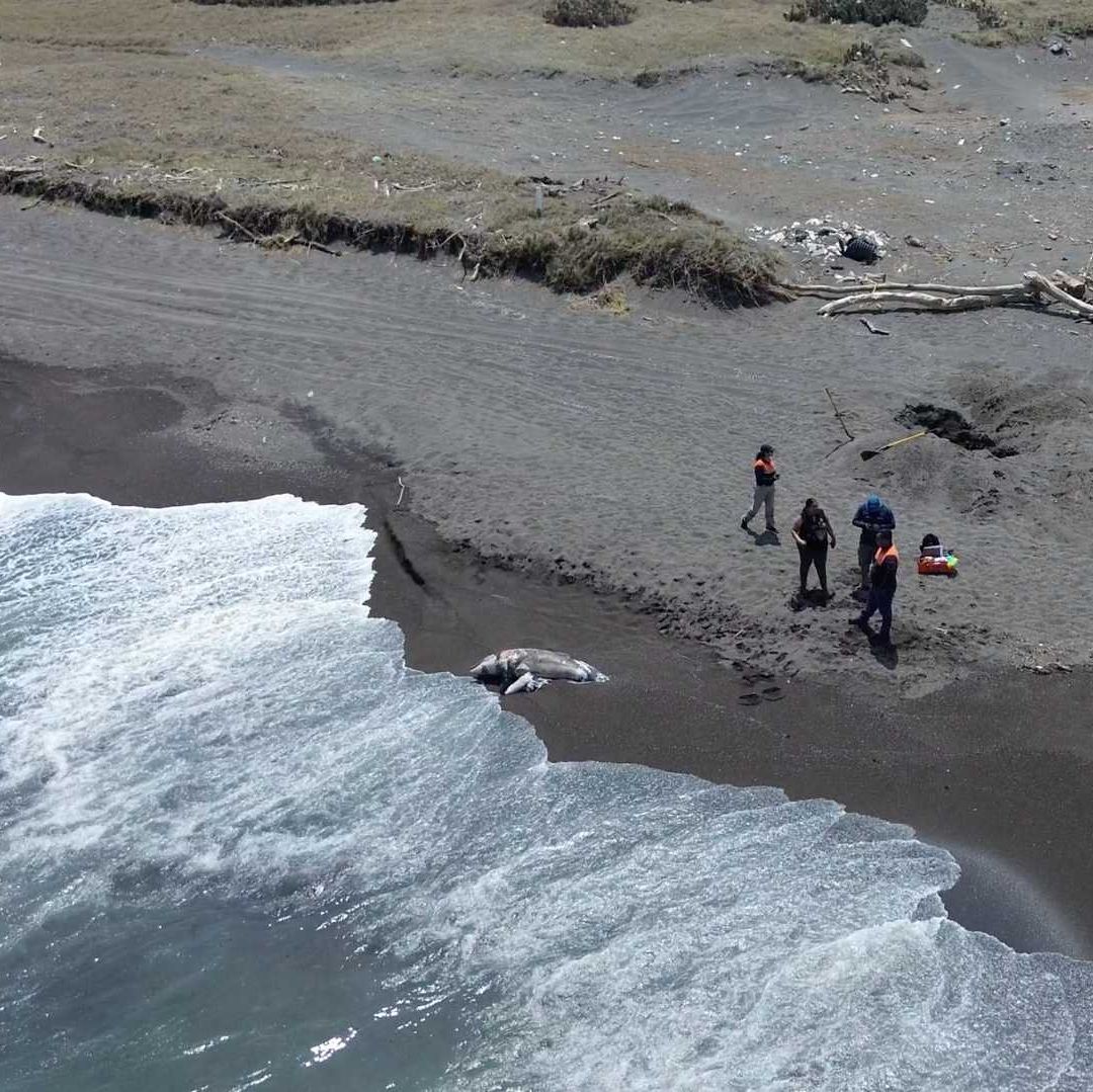Imagen de dron del hallazgo de un delfín muerto en la Riviera Veracruzana.