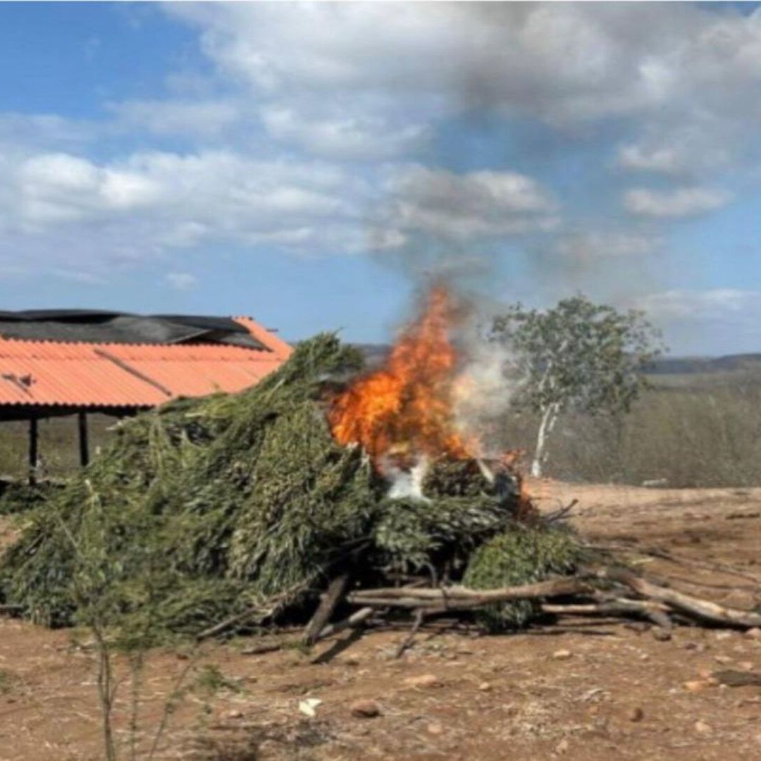 Destruyen Sembradíos y Secadero de Marihuana en Badiraguato y Elota en Sinaloa