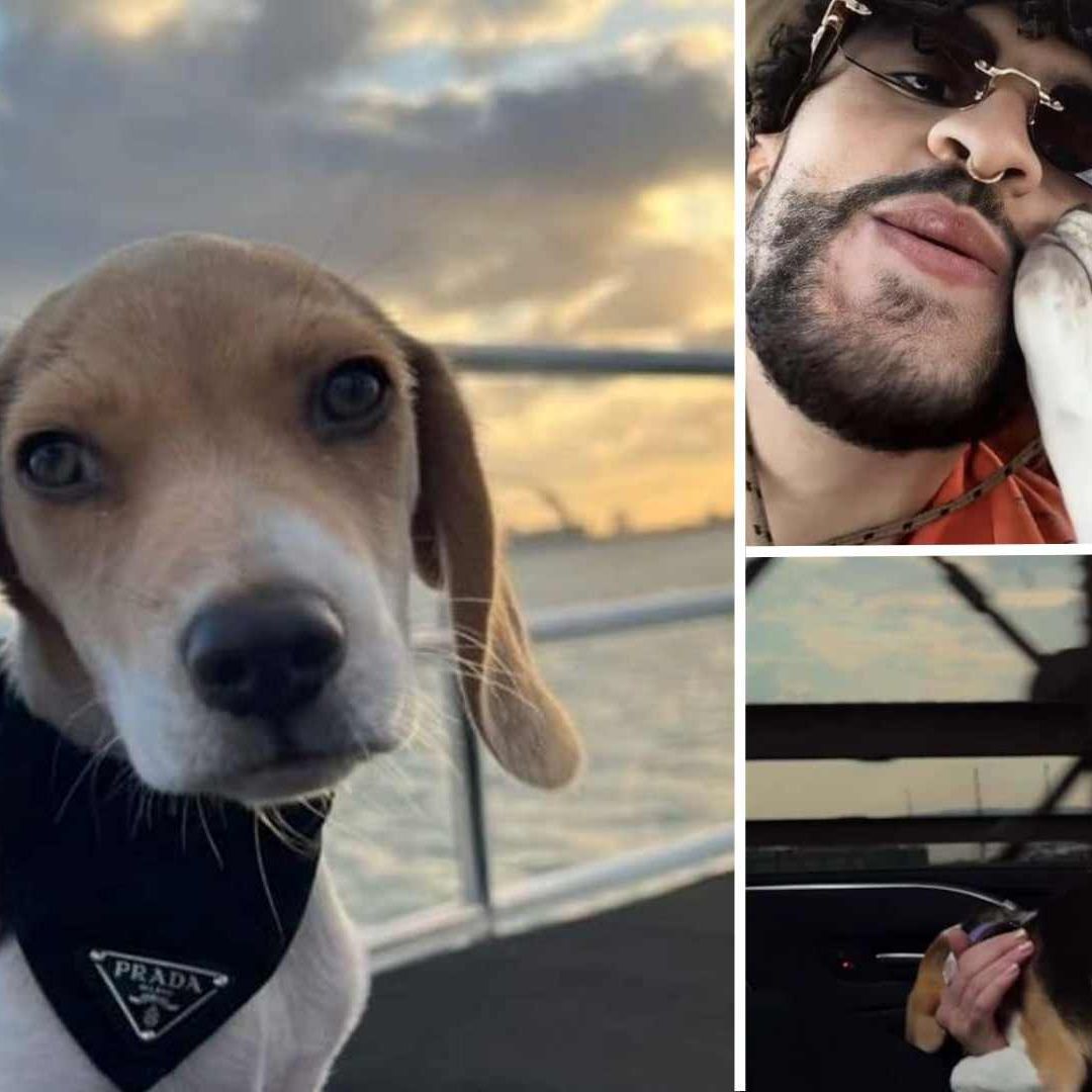 Bad Bunny lanza tema para su perrita Sansa