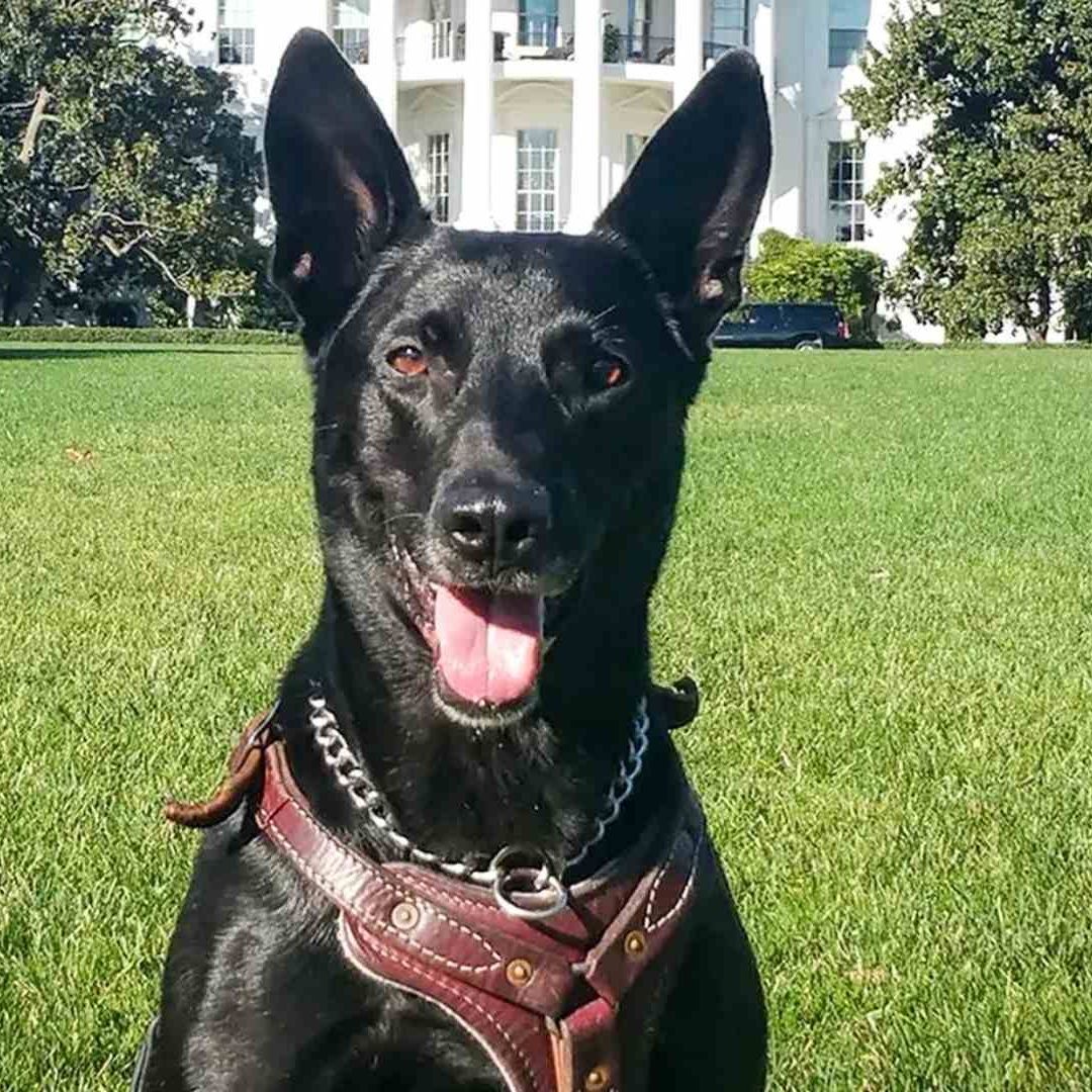 Murió Hurricane, el perrito que salvó la vida de Obama.