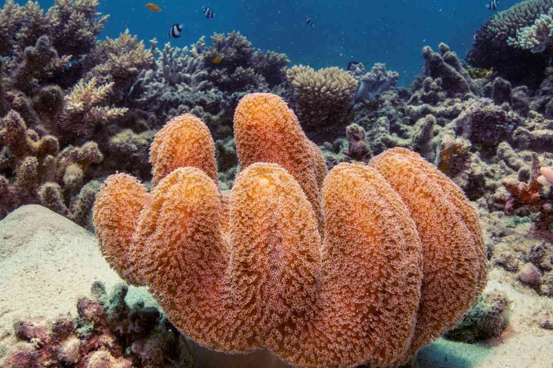 'El Niño' Amenaza la Gran Barrera de Coral en Australia