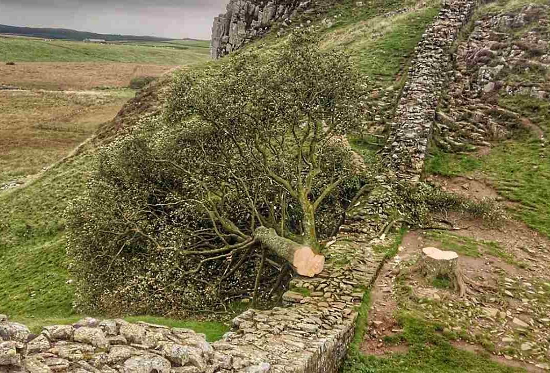 Detienen a joven por talar árbol de Robin Hood en Inglaterra