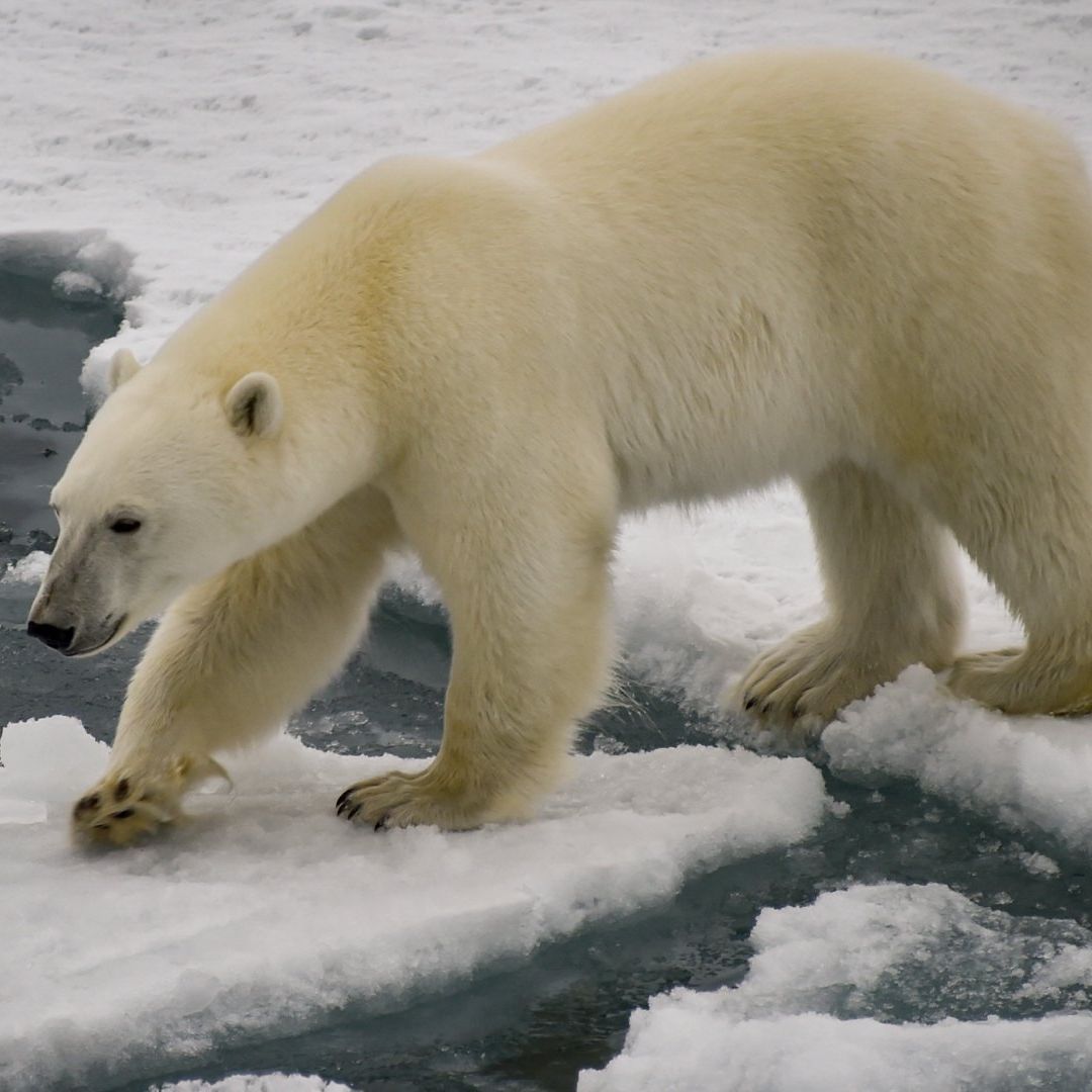 Muere oso polar por gripe aviar en Alaska