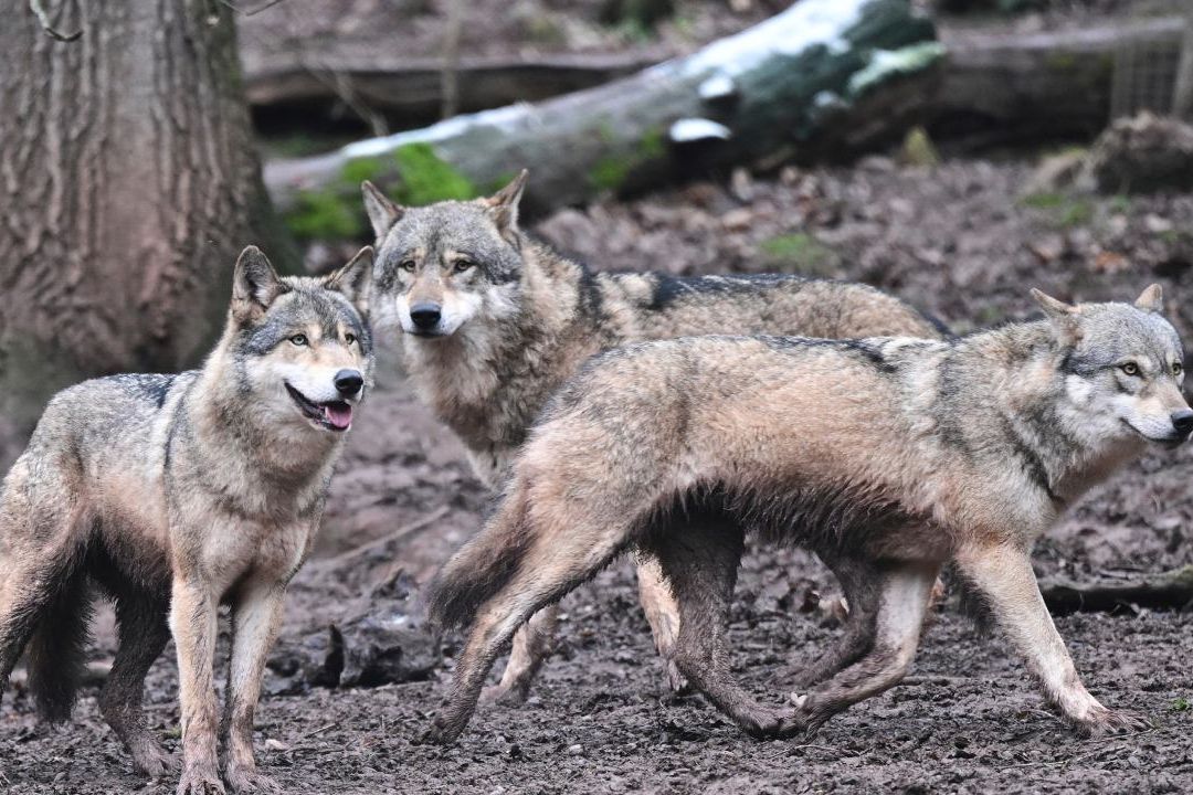 Pide sacrificar lobos Ministra de ambiente alemana