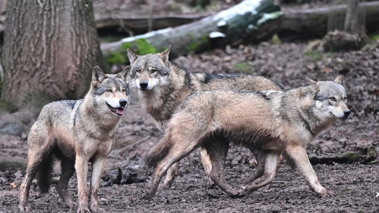 Pide sacrificar lobos Ministra de ambiente alemana