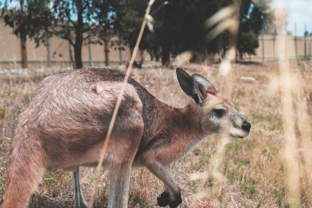 Australia Sacrificaría Canguros para Evitar que Mueran de Hambre
