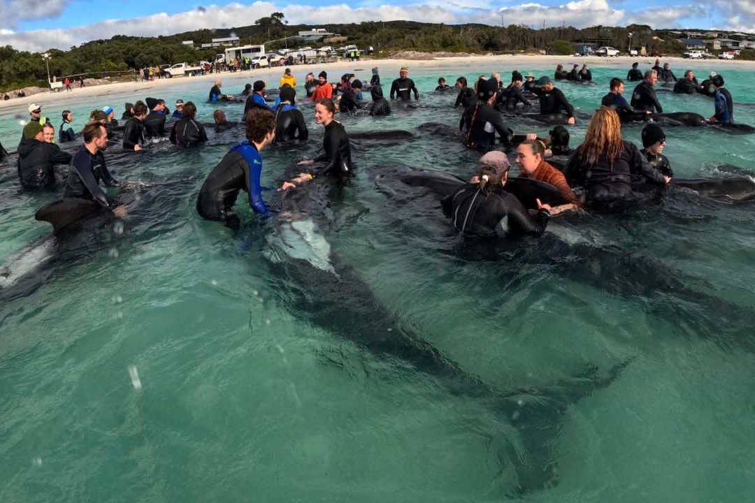 Mueren 51 Ballenas Piloto Varadas en Australia